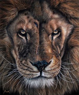 Royal Stare, by Annik Janssens, lion portrait
