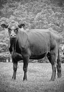 Adrienne Gaines, photo of a pissed off cow or bull