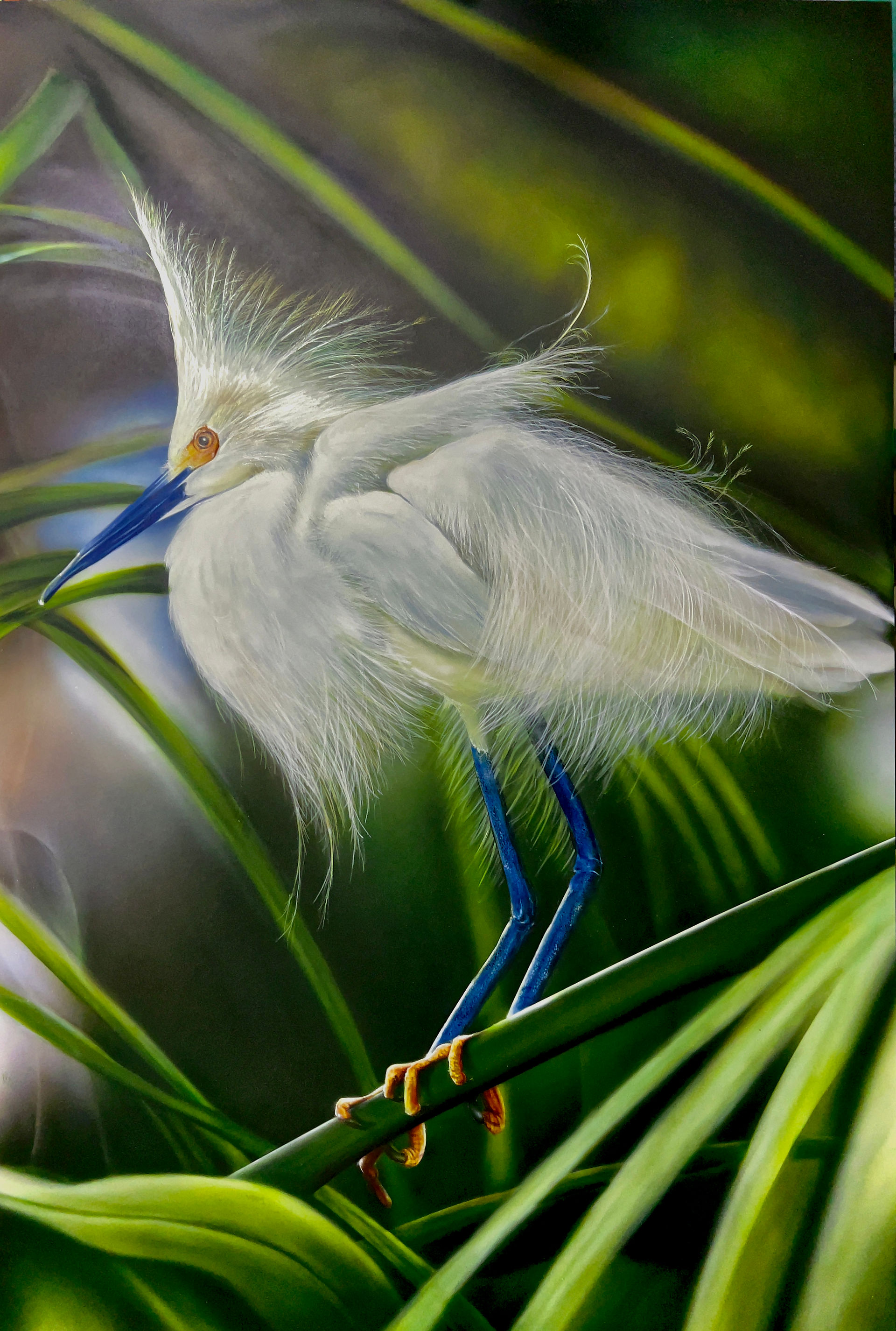 Snowy Egret, by Pete Sintes. artwork of a very flamboyant white snowy egreat