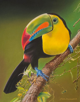 Keel Billed Toucan, by Mike Stockwell. art of a toucan