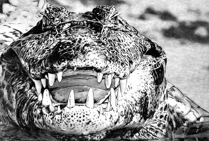 Cristina Martins, black and white art of a crocodile