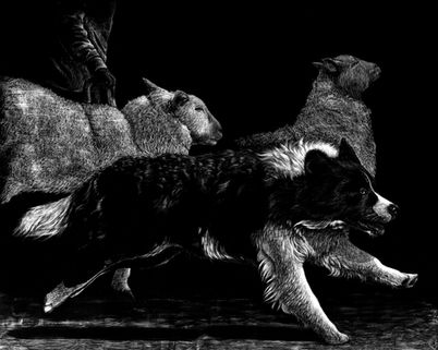 Stephanie Binot, The Drive, art of a sheep dog running with sheep