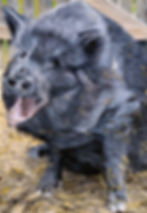 Petunia, by Cher Pruys. Realistic painting of pig with personality