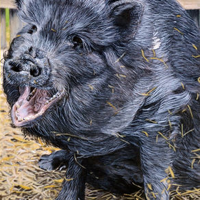 3rd Annual Animal Portraiture Open, International Juried Art Exhibition