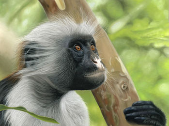 Rebecca Engels, hyper-realistic art of a Colobus monkey