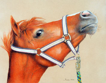 Barbara Hess, coy and proud horse drawing