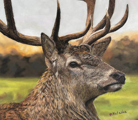 Natasha Lazareva, animal portrait