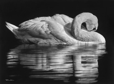 Tim Walker, swan drawing