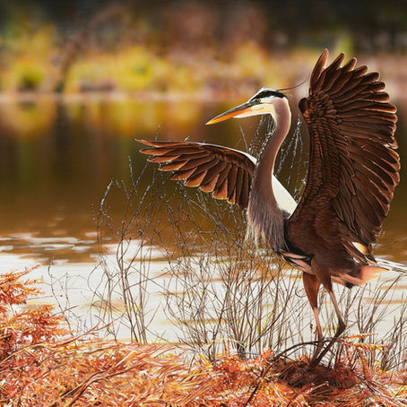 Early Morning Stretch, by Eric Blais, is a realistic painting of a heron stretching its wings against the backdrop of a reeds and a calm lake