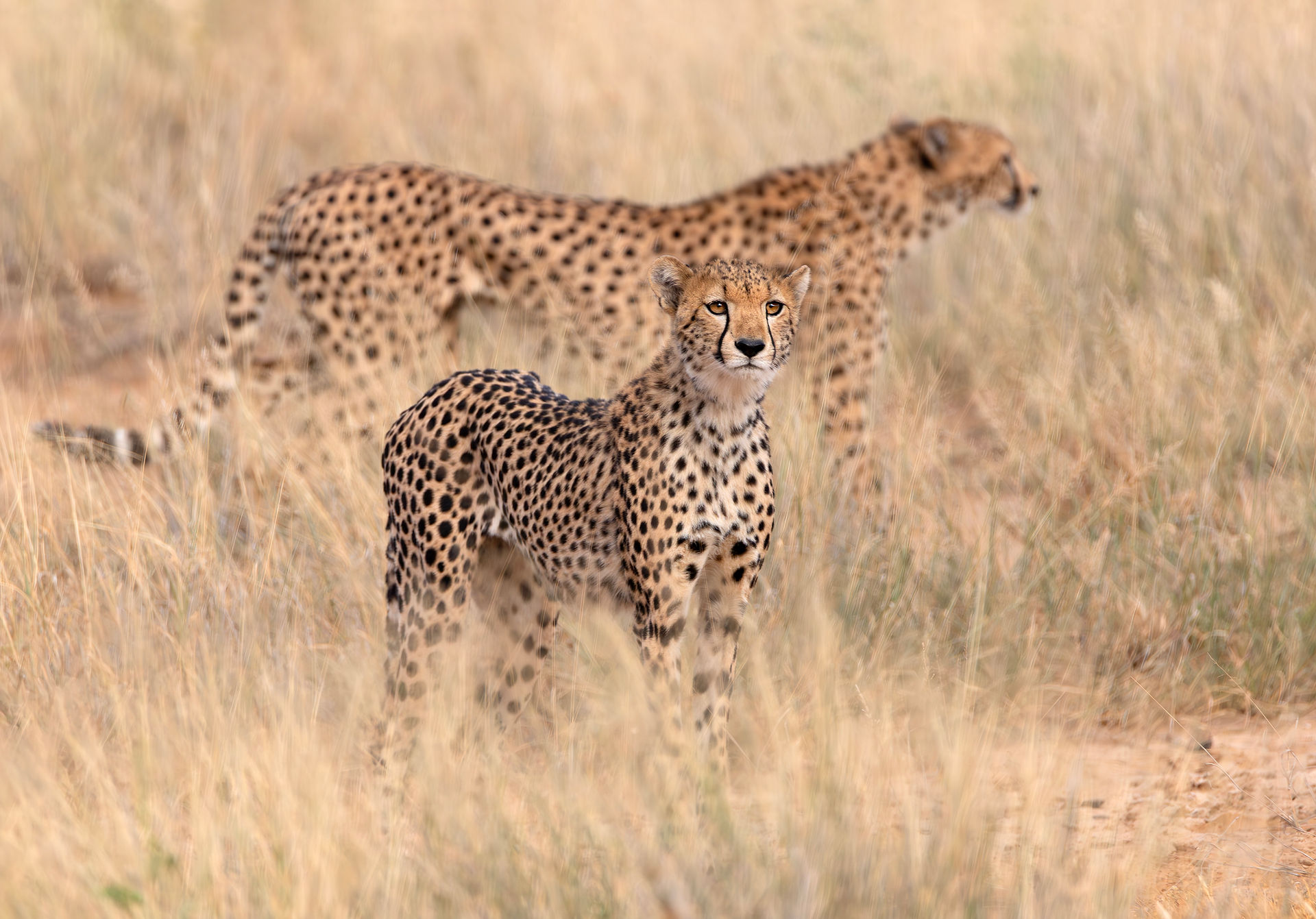 Heather Cudworth, cheetah photo