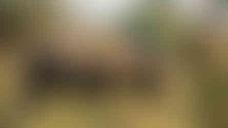 The Bird and the Rhino, by Linda Gray, photograph