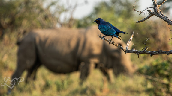 The Bird and the Rhino, by Linda Gray, photograph