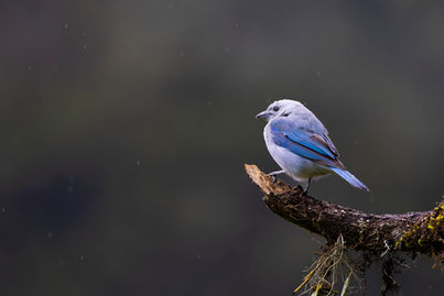 Andrew Strom, blue grey tanager photo