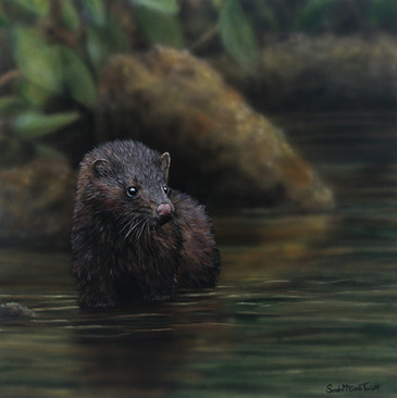 For a Still Moment, American Mink art by Sarah McComb-Turbitt