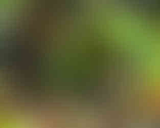 New England Pond with Bullfrog, by Barry Levin