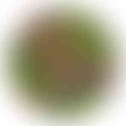 Flourish, by Jennifer Zee