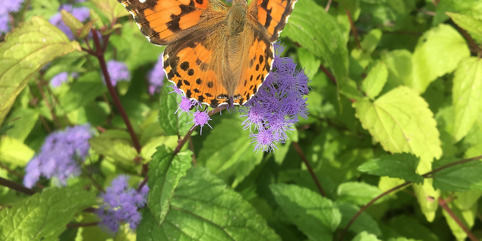 Pollinator Week: How Does Pollen Travel?