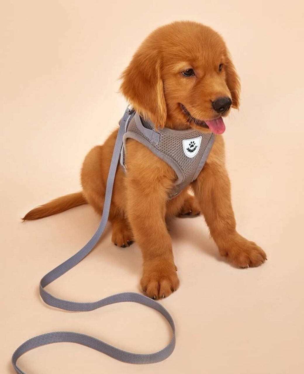 Harness and lead (small)