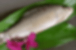 DACE FISH