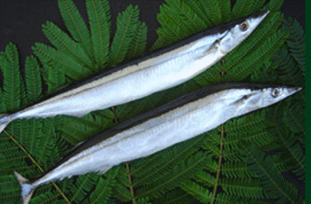 MACKEREL PIKE