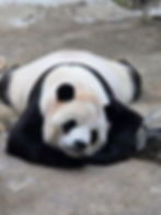 panda