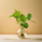 plant in a glass vase.jpg