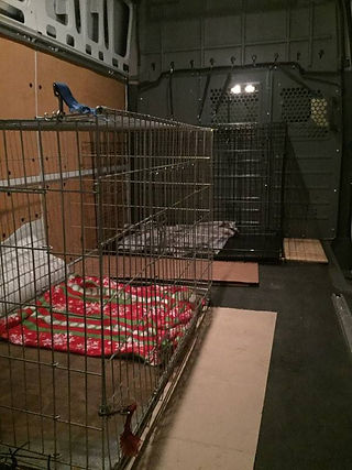 Kennels Waiting to Be Filled