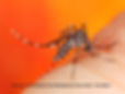 Asian Tiger Mosquito