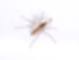 Culex Mosquito