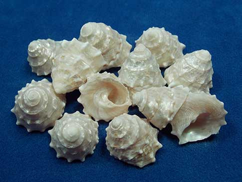 Star Stone Shell Pearled Star Shells