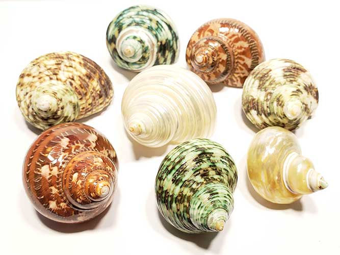 Thumbnail: 8 pack of large turbo shells.