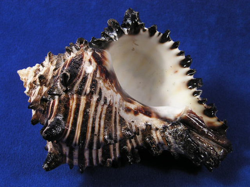 no.0468 ブラックカットとSea shell 61wQxJ7QKEL._AC_UF350,
