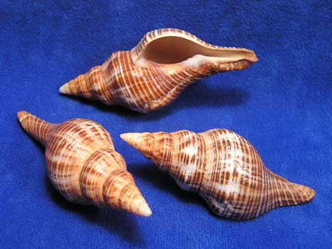 Brown Fox Hermit Crab Shells