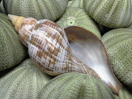 Tulip Seashells - Fasciolaria tulipa - True Tulip