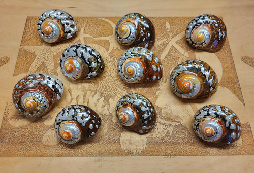 African Turbo Shell - Turbo sarmaticus