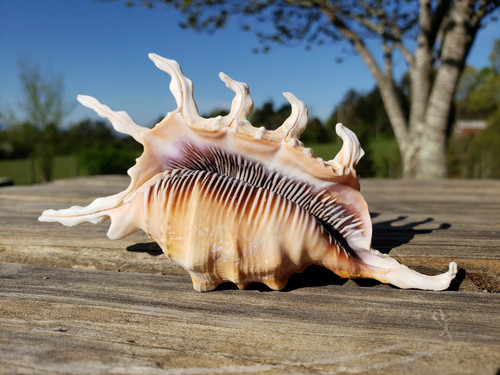 Scorpion Spider Conch - Lambis scorpius - Scorpio Conch