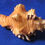 Thumbnail: Spire and body whorl of a cymatium peryii Perry's Triton seashell.
