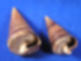 Telescopium shells with the opening in view.