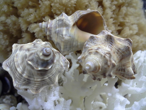 Thais Mutabilis Rock Sea Shells