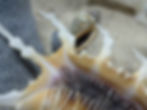 Thumbnail: Scorpion spider shell up close