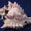 Thumbnail: Phyllonotus regius regal murex seashells have frilly ridges that look like cake frosting.