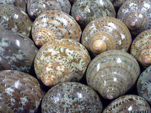 Tapestry Turbo Seashells - Turbo petholatus