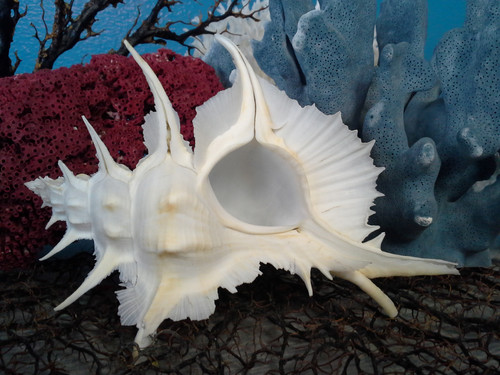 Murex Alabaster Sea Shells - Siratus alabaster