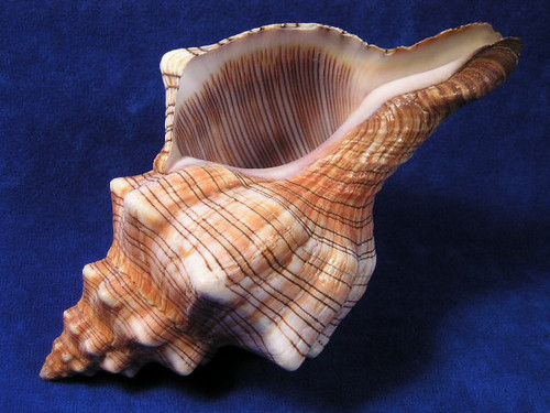 Striped Fox Horse Conch Hermit Crab Shells