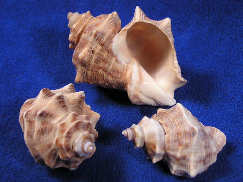 Thais Shell Thais Mutabilis Rock Sea Shells