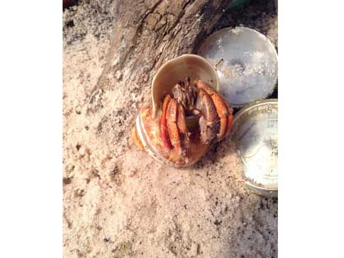 Thumbnail: Captain Salty hermit crab wearing a pearl banded tapestry turbo shell next to gauges.