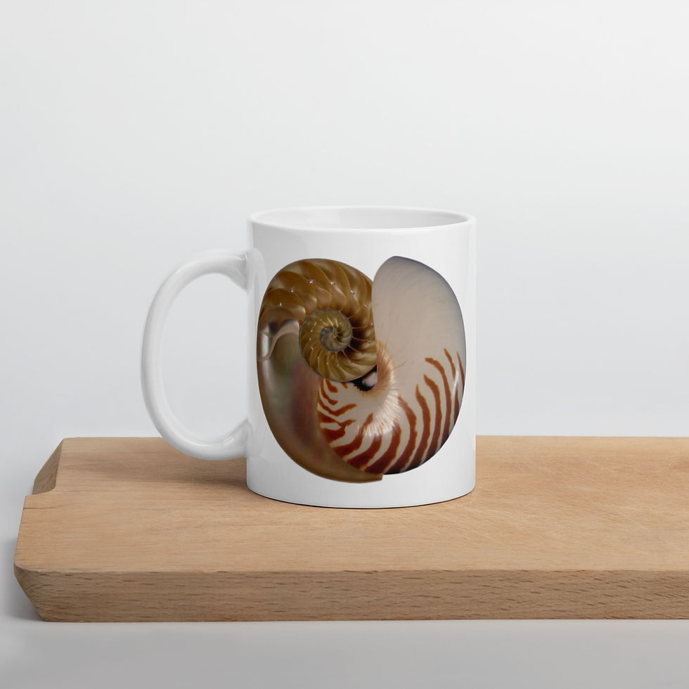 Thumbnail: White mug with nautilus shells on it