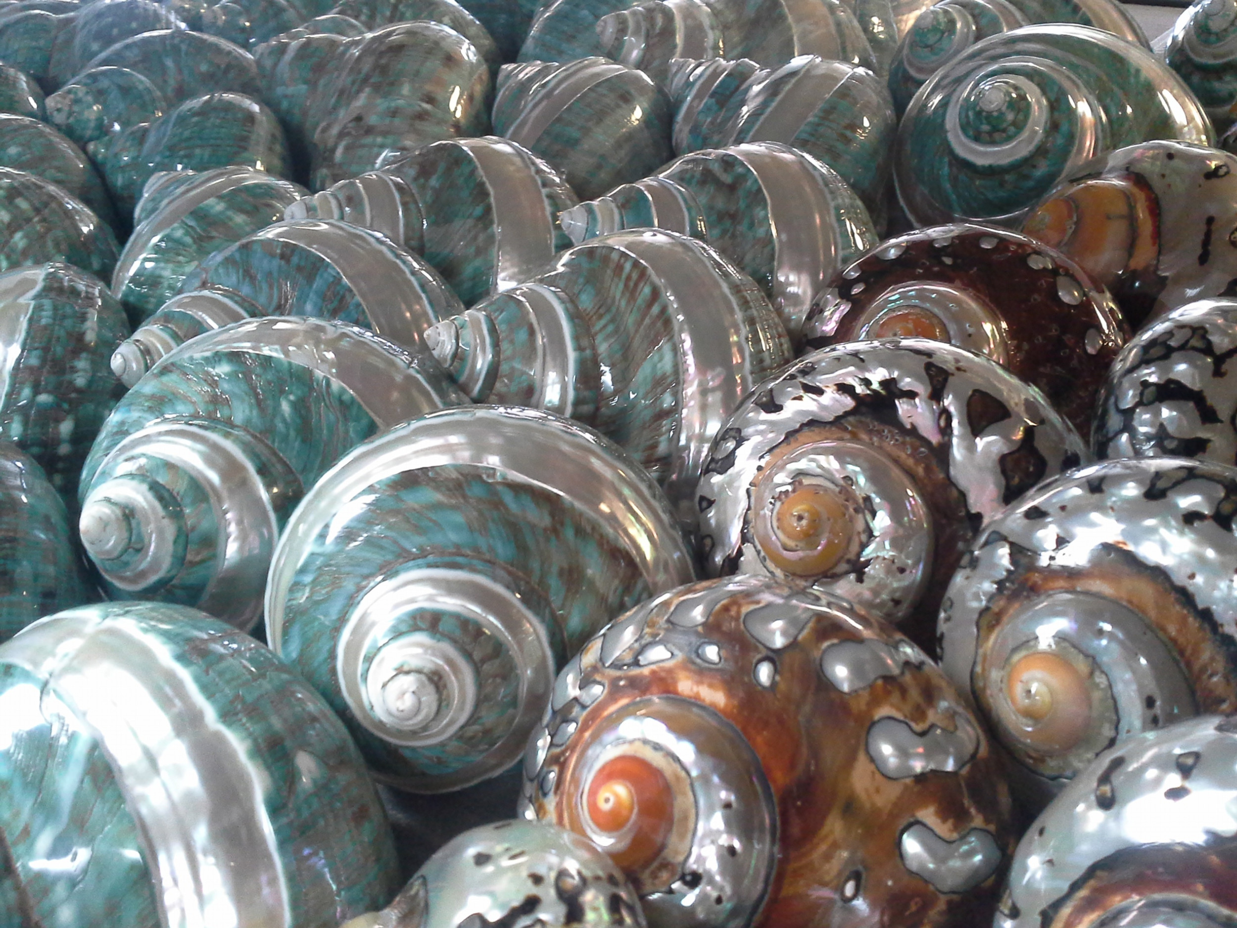 Turbo Shells - Turban Seashells - Turbinidae - Naples Sea Shells