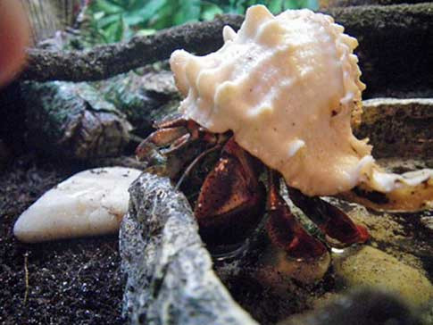 Pink Murex Hermit Crab Shells