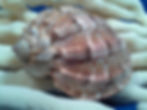 Thumbnail: Harpa davidus seashell on finger sponge.